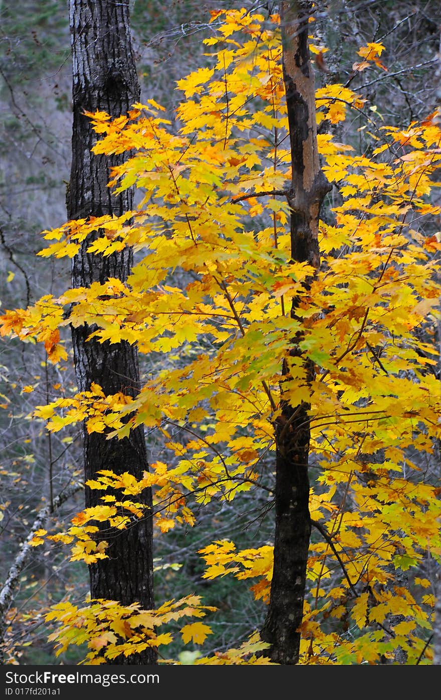 Yellow tree fall colors