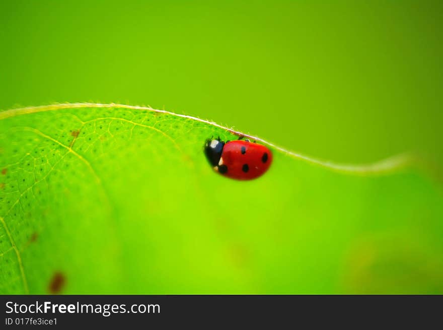 Ladybug