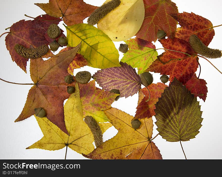 Image of colorful fall leaves