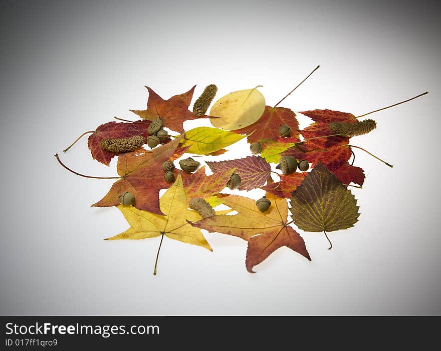 Image of colorful fall leaves