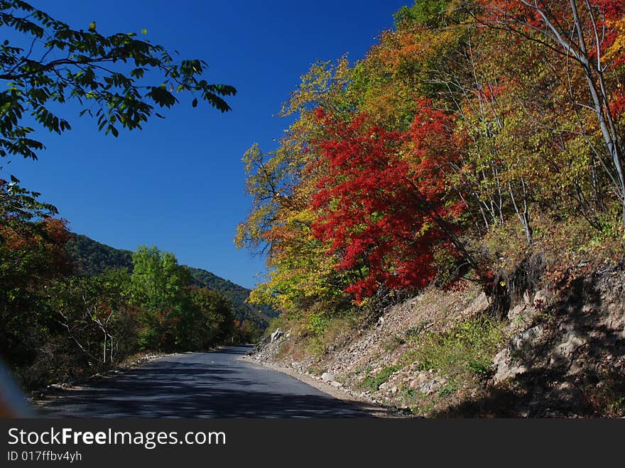 Leaves in Autumn