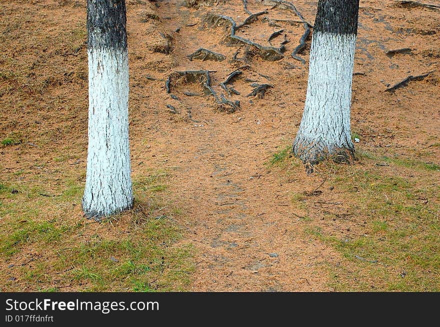 Faded larch needles of a conifer on forest path.