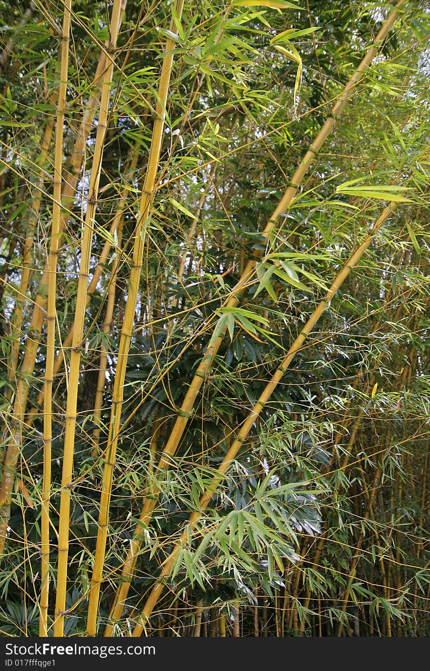 A thicket of golden bamboo, perfect to use as a background