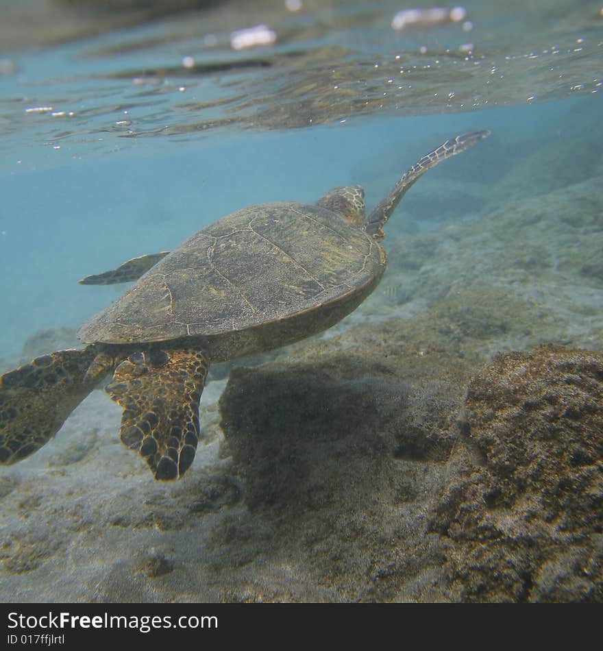 A green sea turtle swimming in the ocean