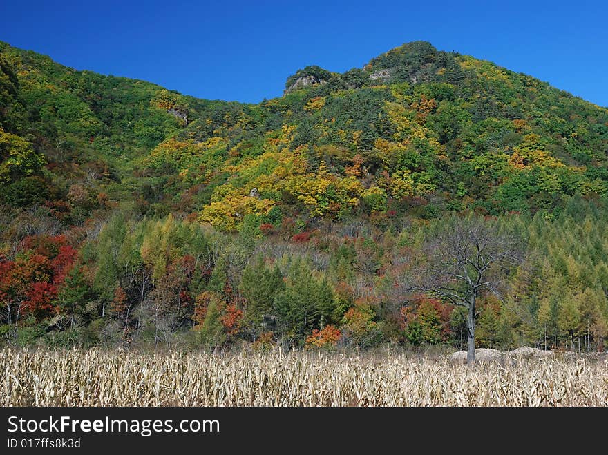 Leaves in Autumn