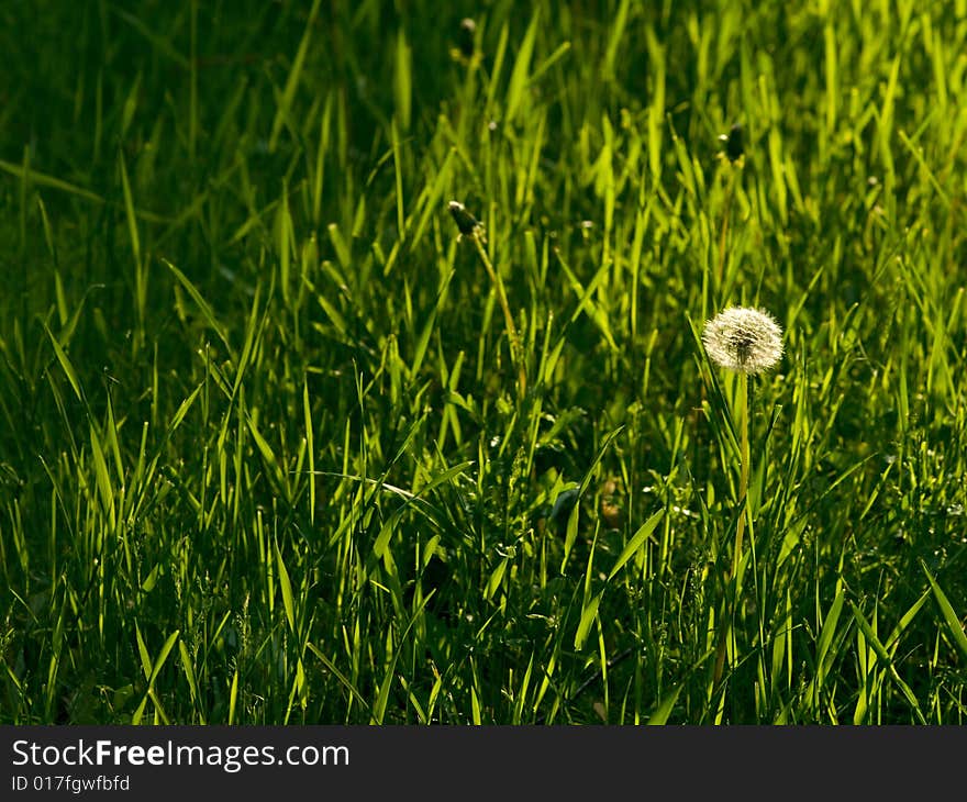 A dandelion stands out in a field of grass. A dandelion stands out in a field of grass.