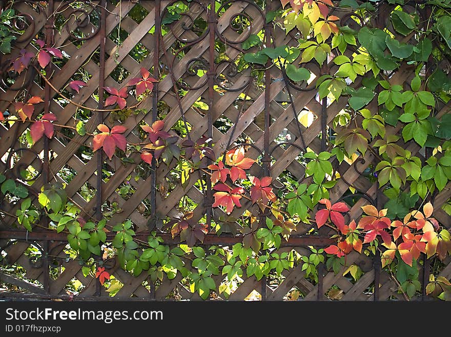 Autumn leaves over wooden house fence. Autumn leaves over wooden house fence.