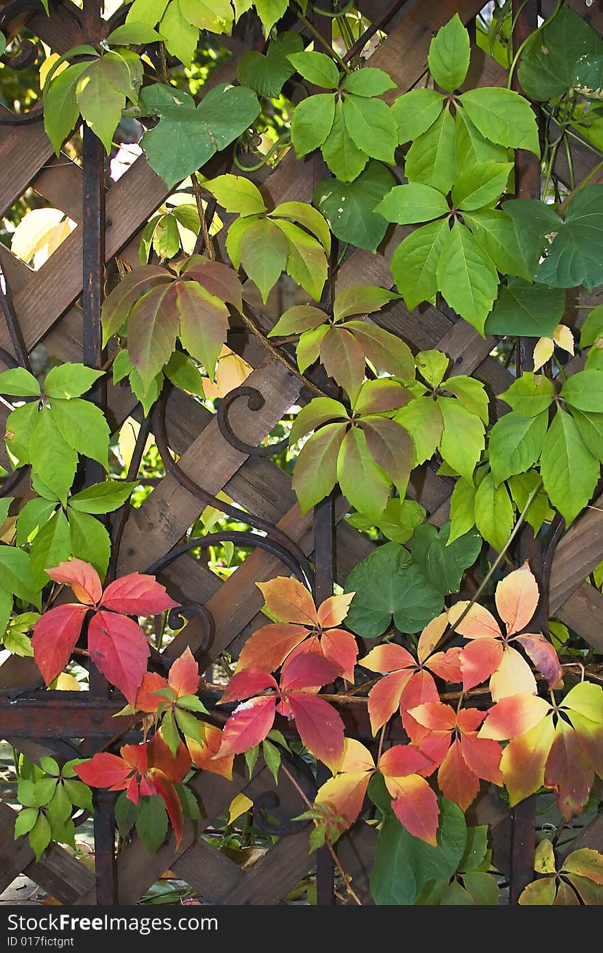 Autumn leaves over wooden house fence. Autumn leaves over wooden house fence.