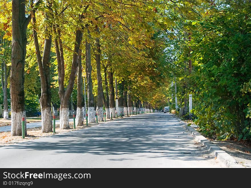 Tree avenue watching the road