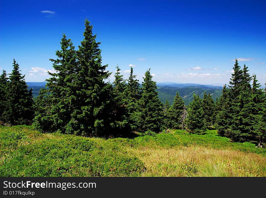 Forest of spruces, Jeseníky mountains, Central Europe.