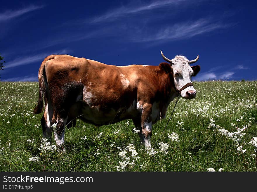 Brown white cow on the flowery meadow. Brown white cow on the flowery meadow