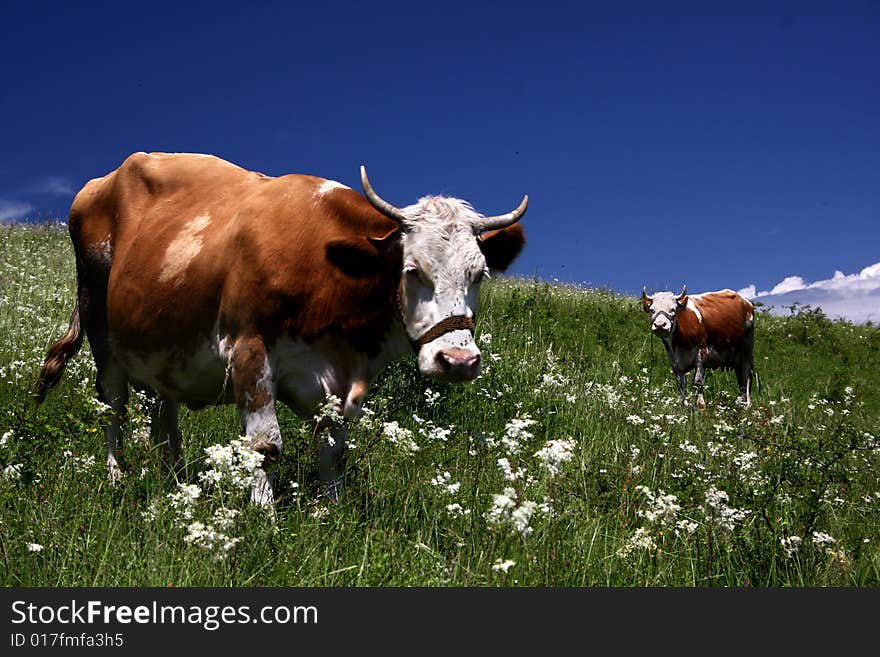 Brown white cow on the flowery meadow. Brown white cow on the flowery meadow