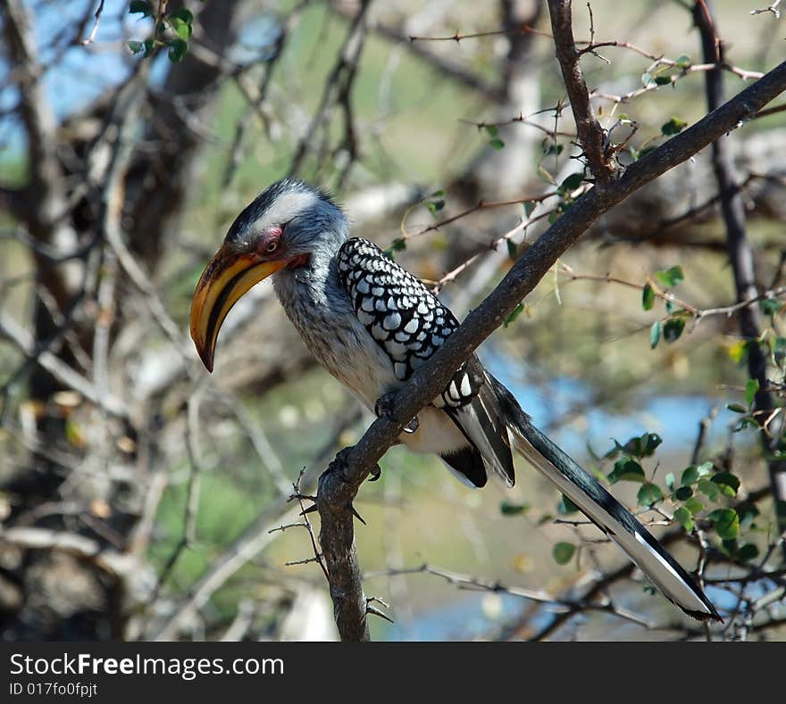 Southern yellowbilled hornbill; tockus leucomelas