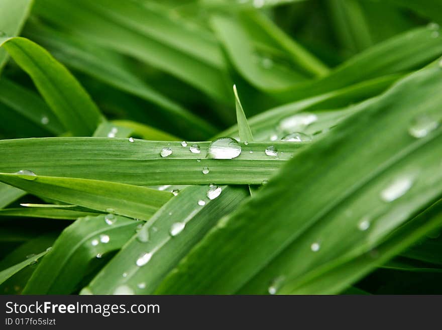 Some rain droplets on the leaf.