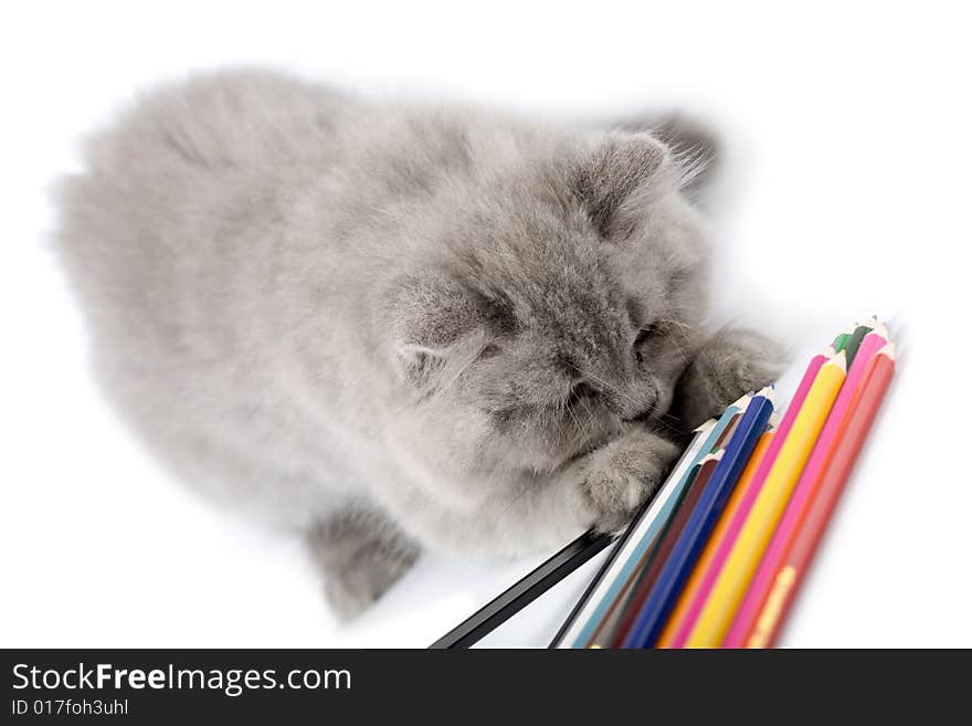 Blue kitten playing with pencils isolated