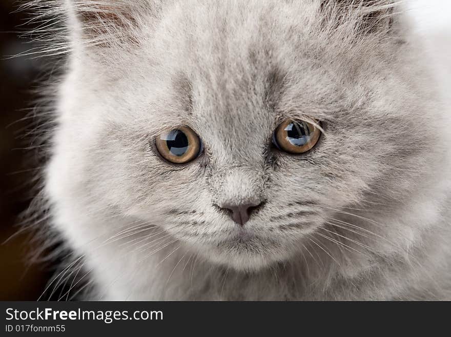 Face of blue british kitten closeup