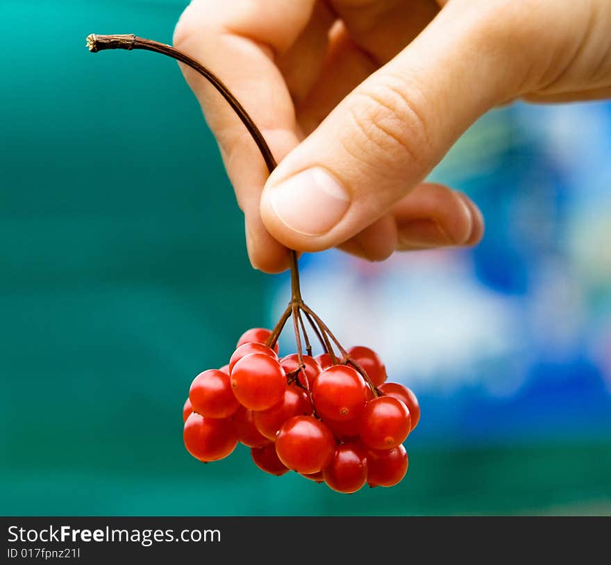 Female fingers carefully hold a cluster of red berries of a guelder-rose on a green-blue background. Female fingers carefully hold a cluster of red berries of a guelder-rose on a green-blue background.