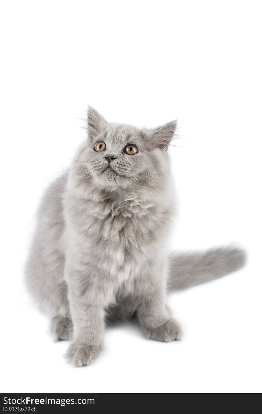 British kitten looking up isolated