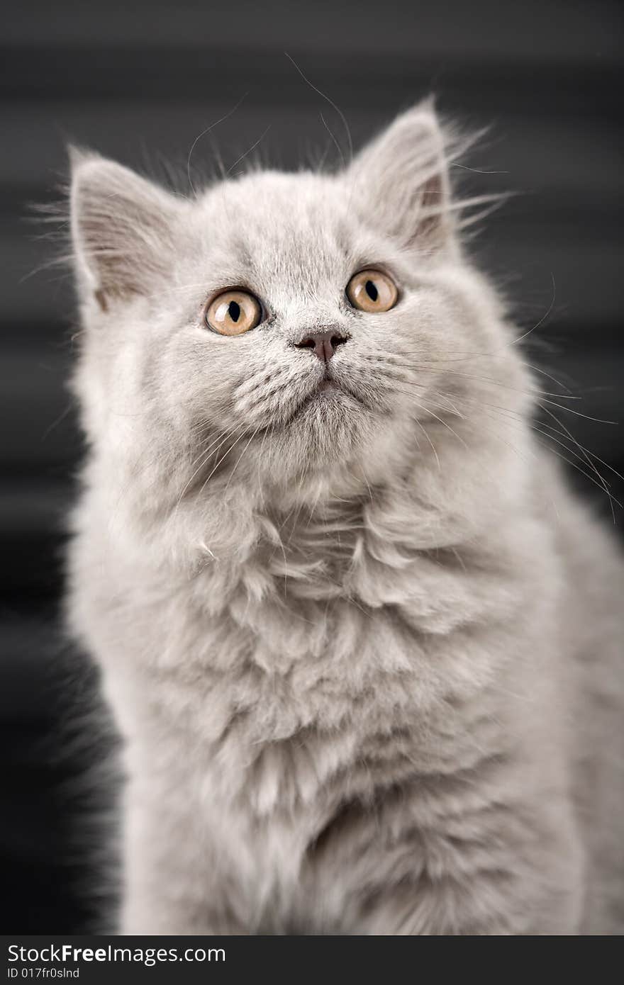 Portrait of british kitten looking up over black background