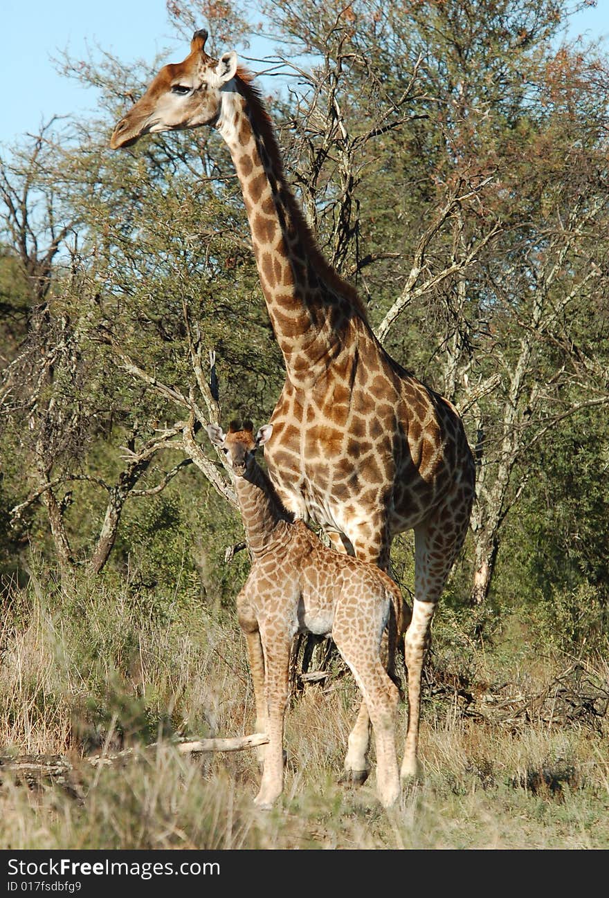 Female Giraffe in South Africa with a calf.