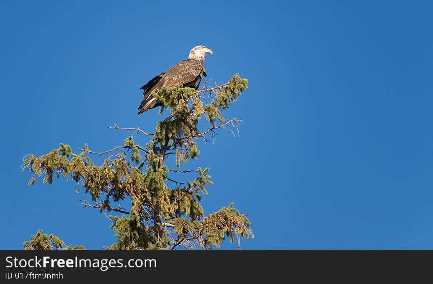 Bald Eagle