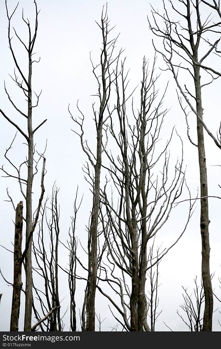 An image of branches of trees on neutrall background. An image of branches of trees on neutrall background