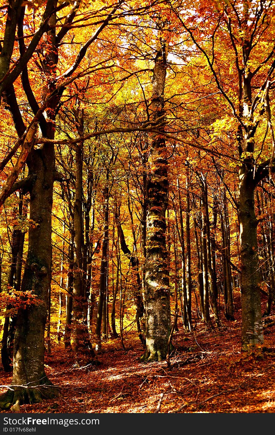 An image of a yellow trees in a forest. An image of a yellow trees in a forest