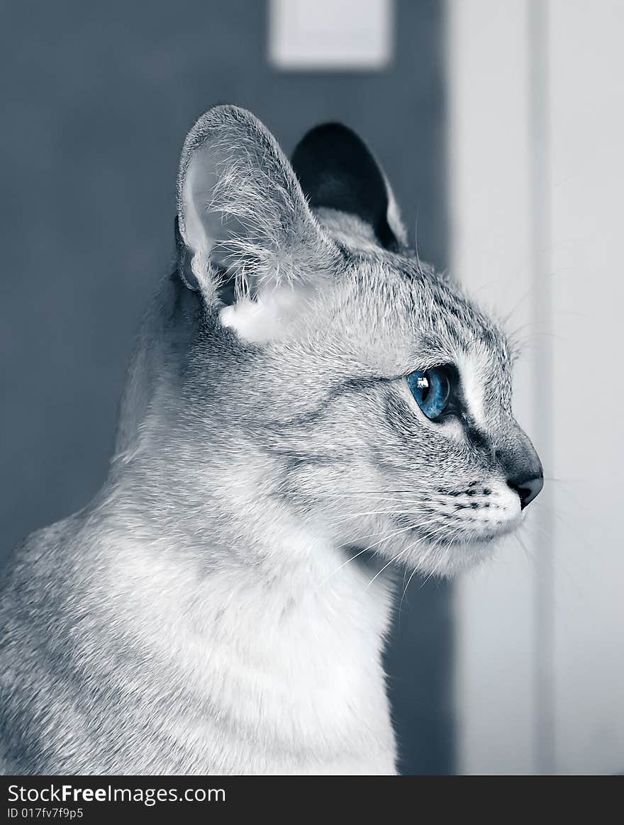 Close-up portrait of purebred, tabby-point siamese cat with blue eyes.