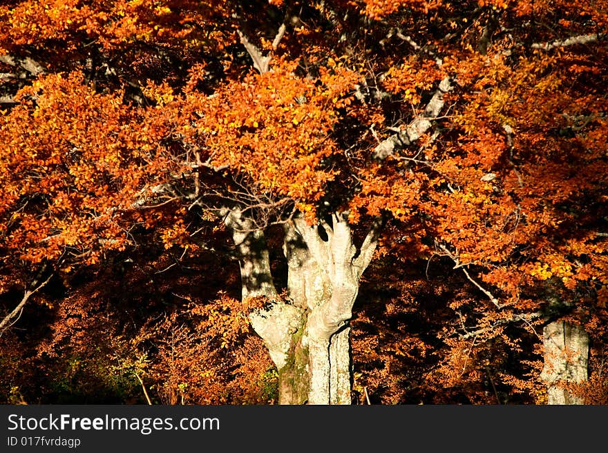 An image of a old tree in autumn forest