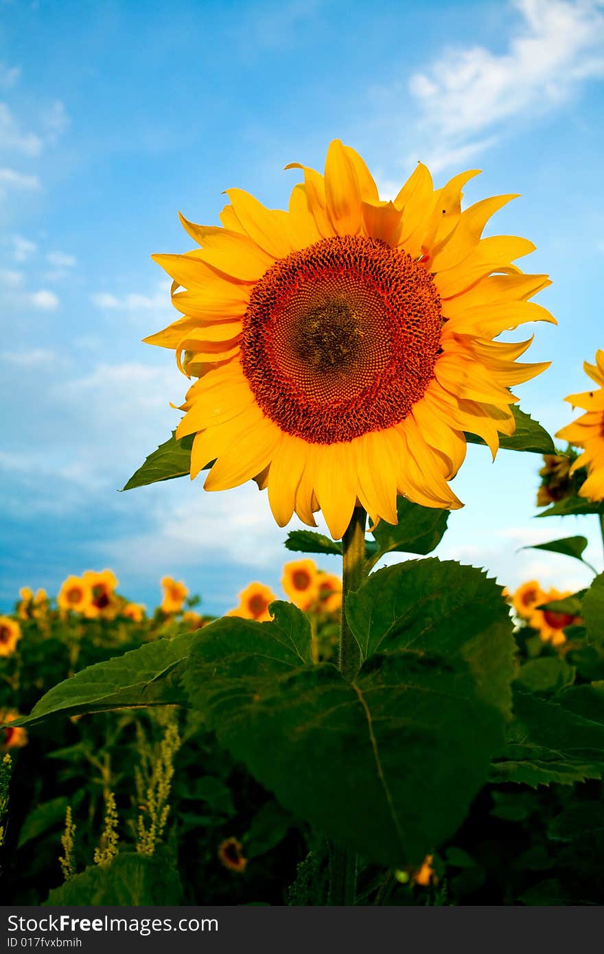 Bright yellow sunflowers