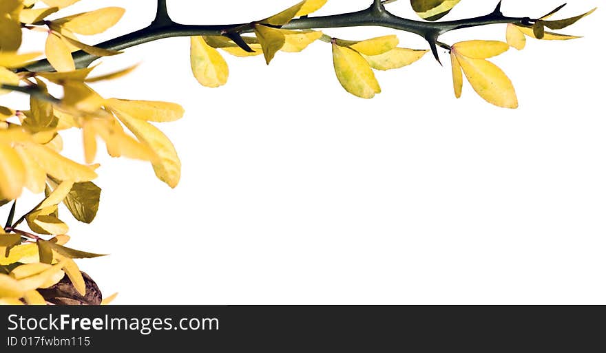 Sprig with yellow leaves