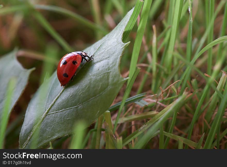 Ladybug sitting on a green grass