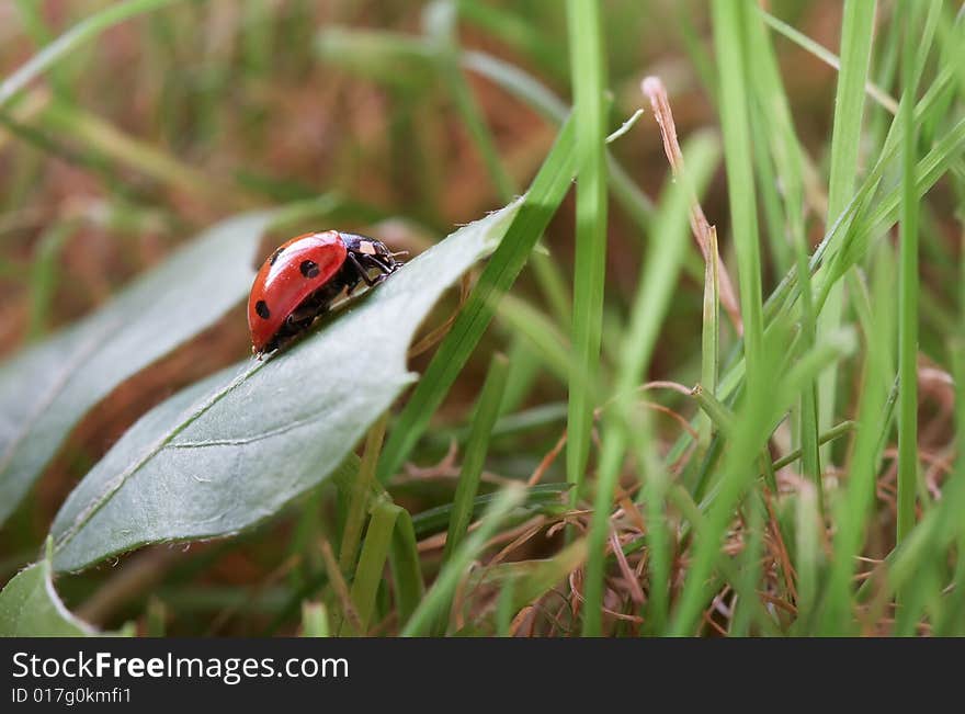 Ladybug sitting on a green grass