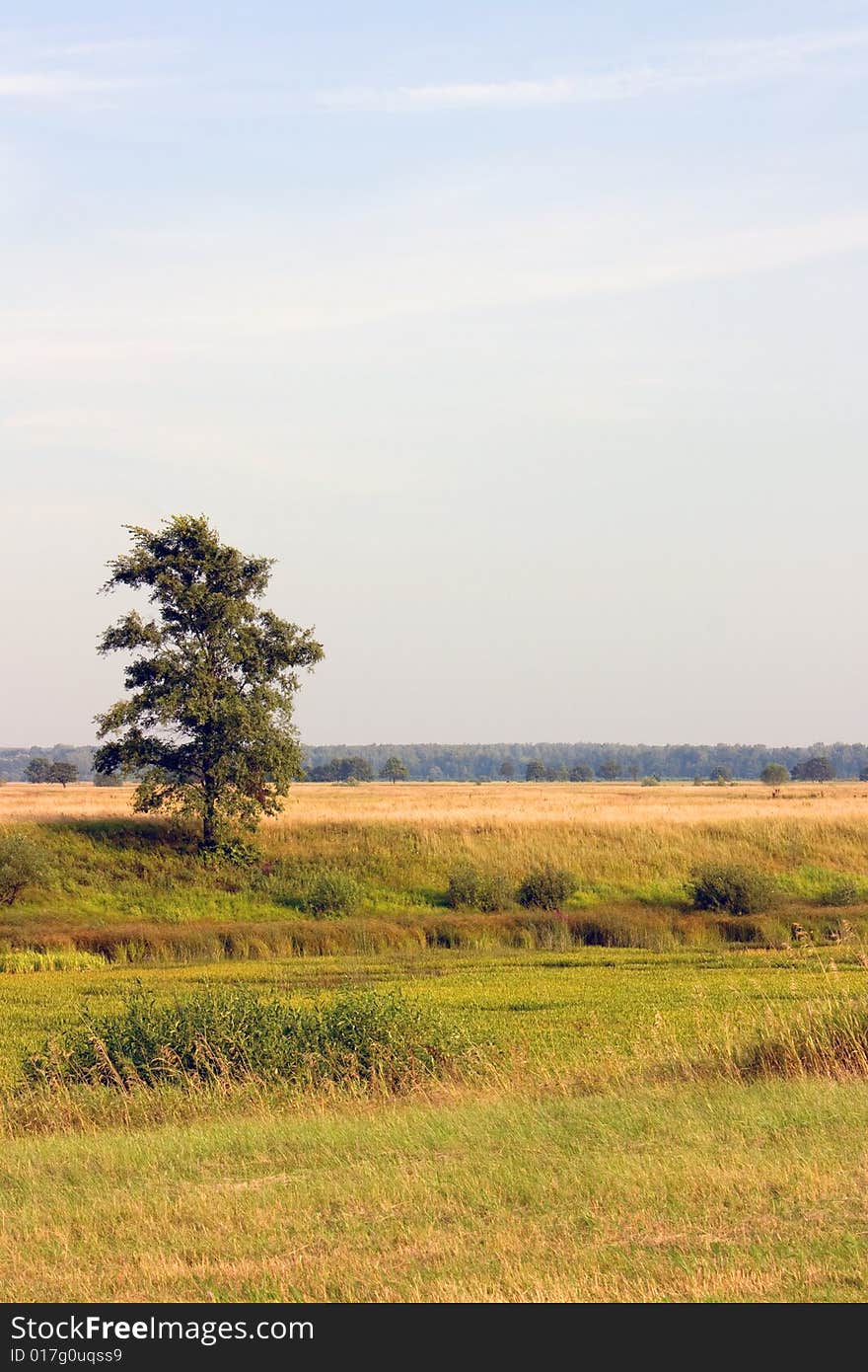 Lonely tree standing in a field