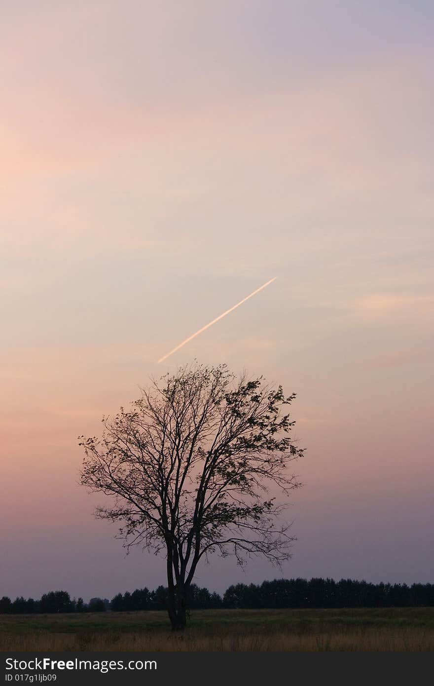 Lonely tree standing in a field. Lonely tree standing in a field