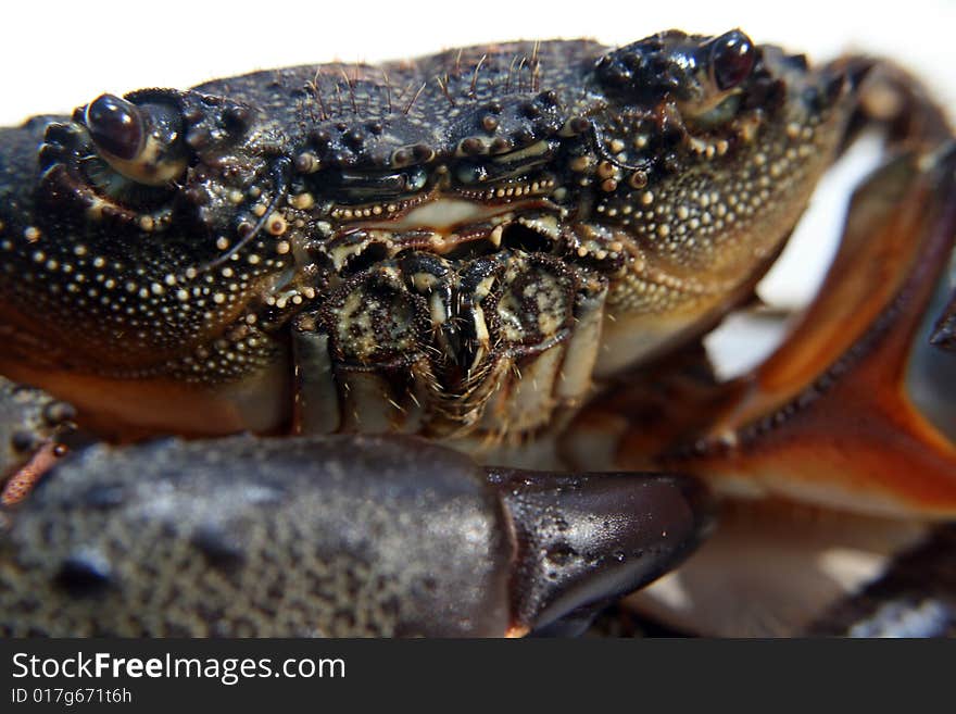 Crab isolated on white background