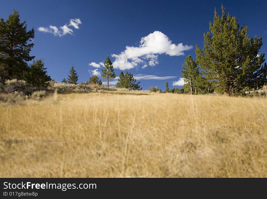 Mountain Field