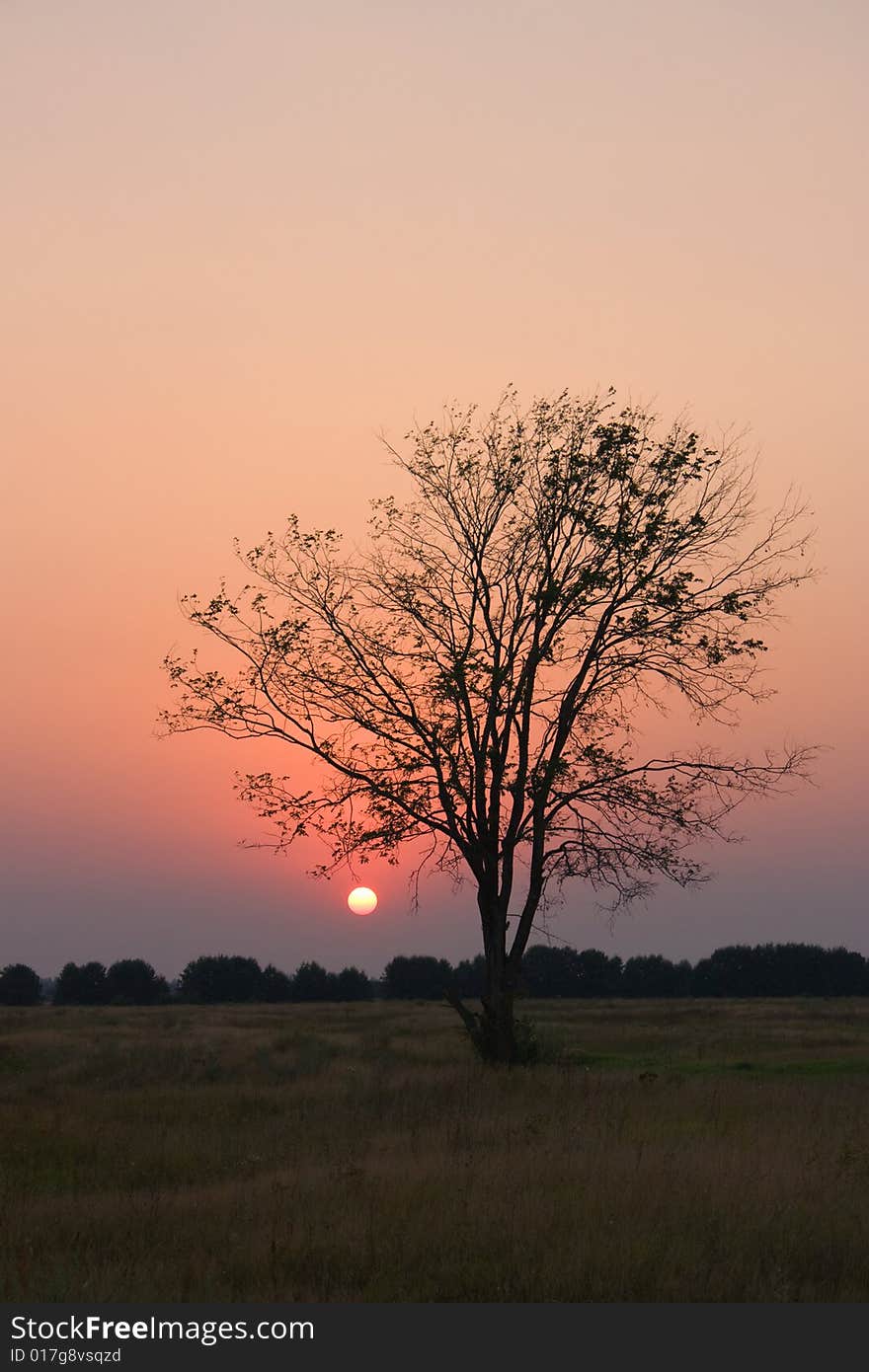 Lonely tree standing in a field. Lonely tree standing in a field