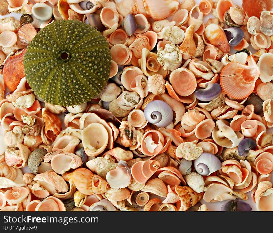 A sea urchin shell and different seashells. A sea urchin shell and different seashells