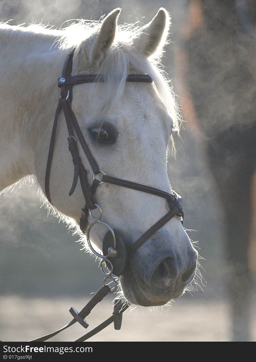 A horse watches his friends on a cold winter morning. A horse watches his friends on a cold winter morning