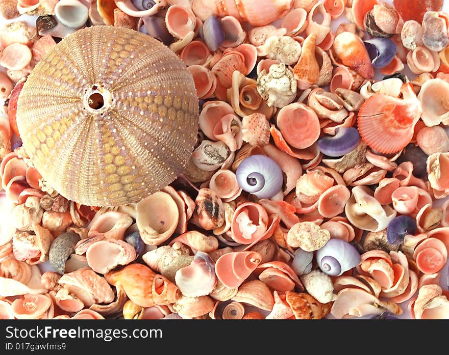 A sea urchin shell and different seashells. A sea urchin shell and different seashells