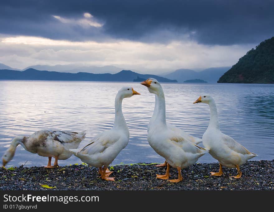 Geeses near the lake