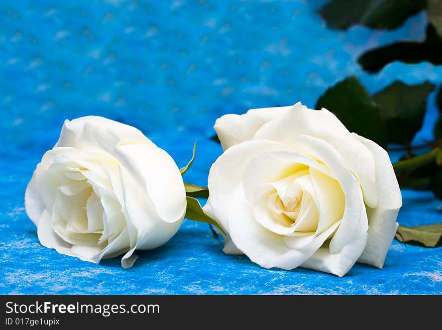 White roses over blue background