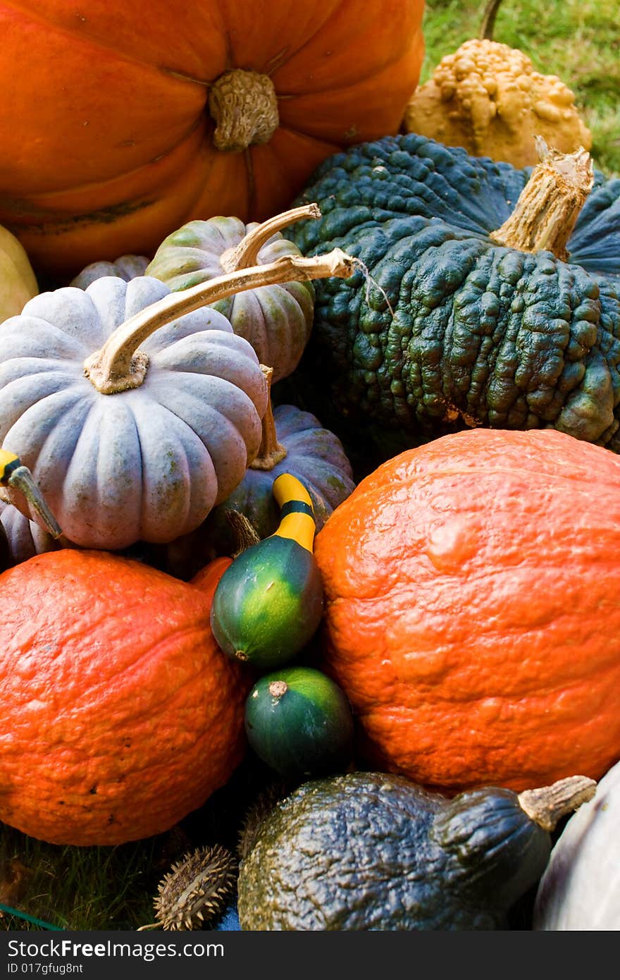 Decorative Pumpkins