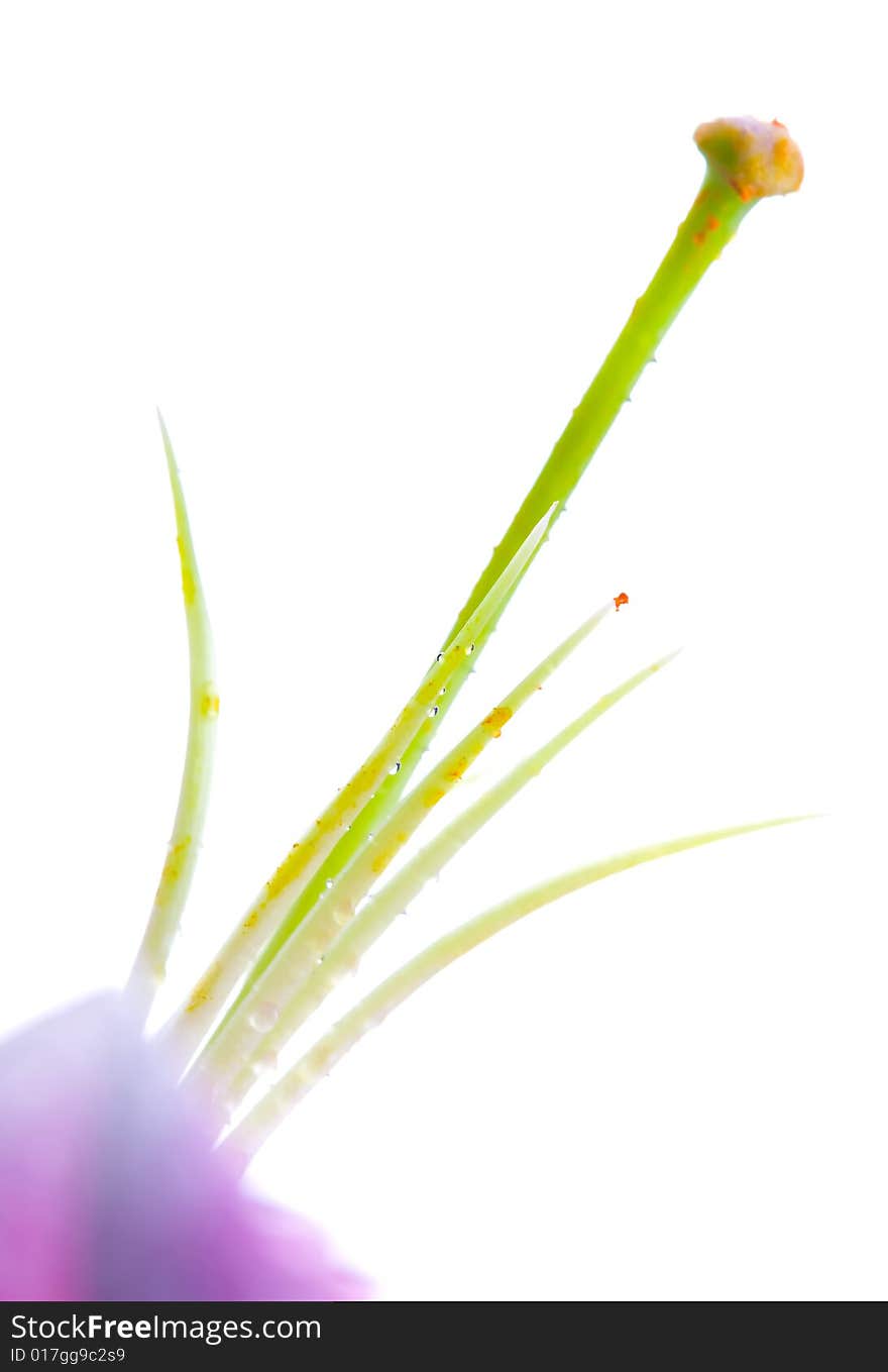 Lilly  flower closeup