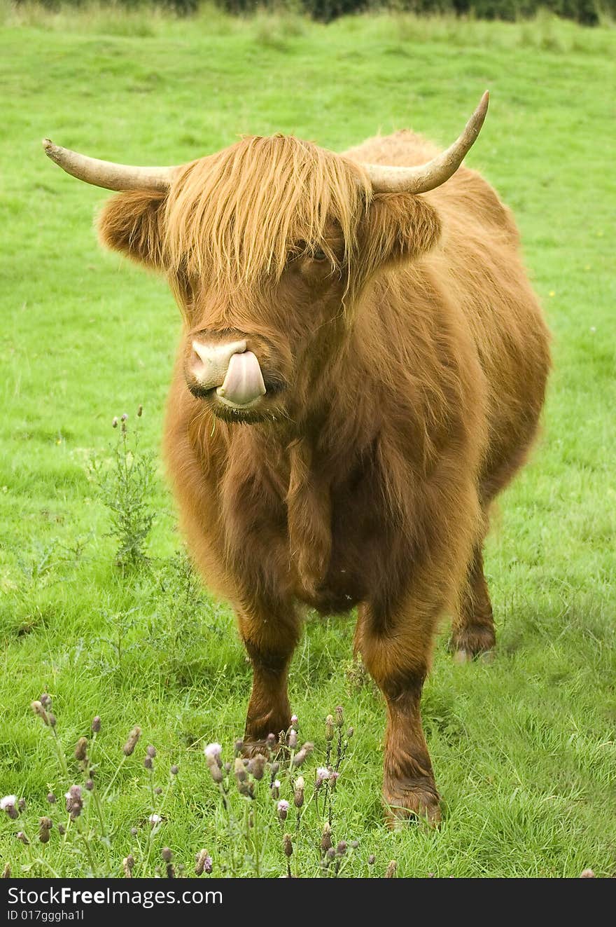 Scottish highland cow in a field. The animal is staring at the viewer whilst licking its nose. Symbol of Scotland.