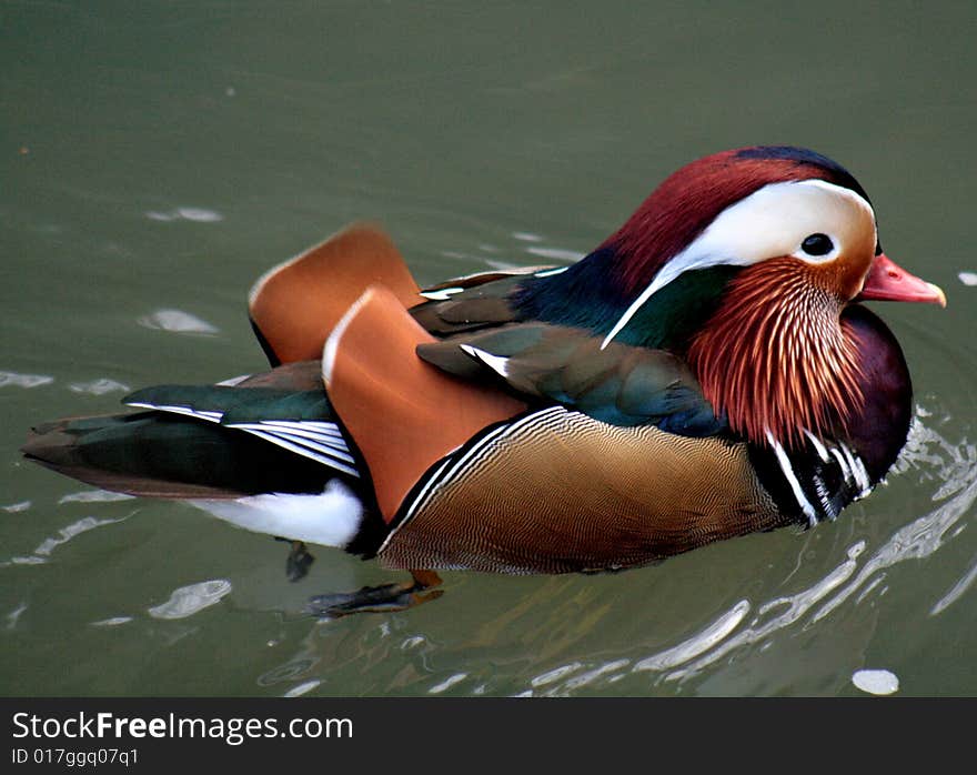 A shot of a mandarin on a river