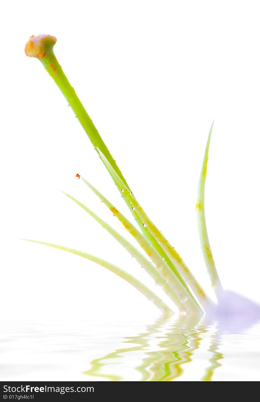 Lilly  Flower Closeup