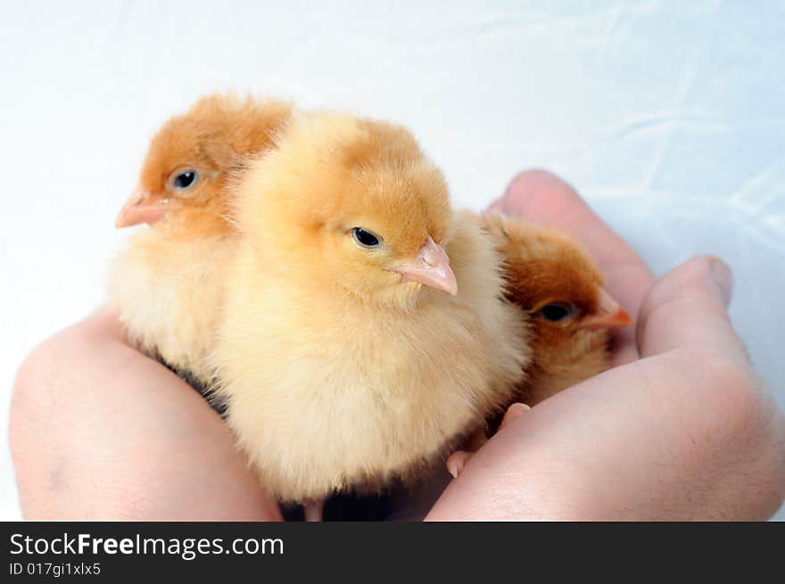 Three tiny fluffy chicken in human hands. Three tiny fluffy chicken in human hands