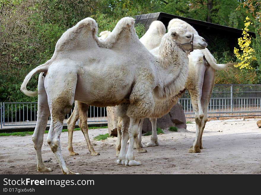 White Camel